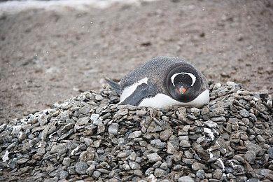 美大学团队公布新AI“Metamon”可模仿人类进行宝可梦对战