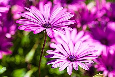 性感舞娘找茬游戏《狐的归途》新春登陆Switch